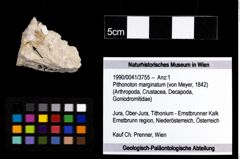 Foto (Objekt + Etiketten) von Pithonoton marginatum (von Meyer, 1842) 